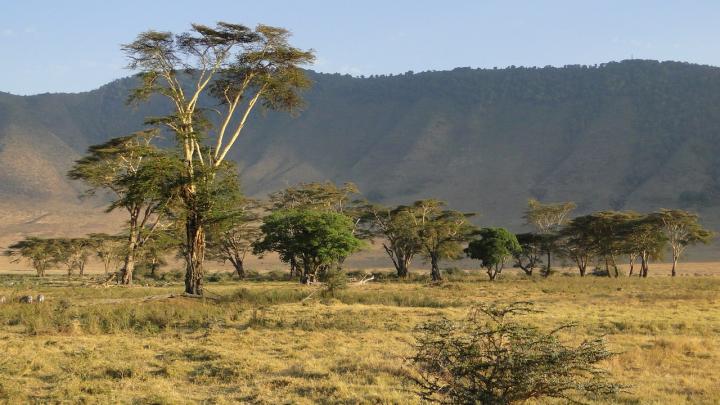 Ngorongoro