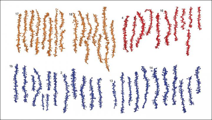 Sleep Readies Synapses for Learning