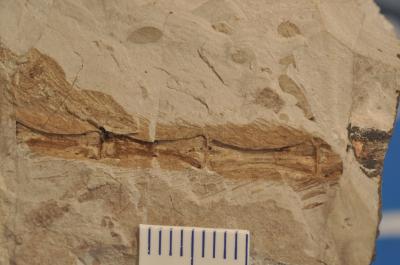 Evidence of Fur on <i>Megaconus</i>