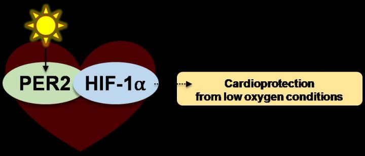 Circadian-Hypoxia Link in Cardioprotection