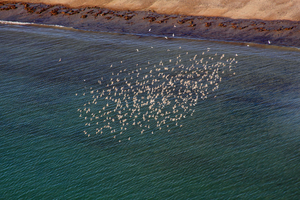 A flock of mainly white-rumped sandpipers