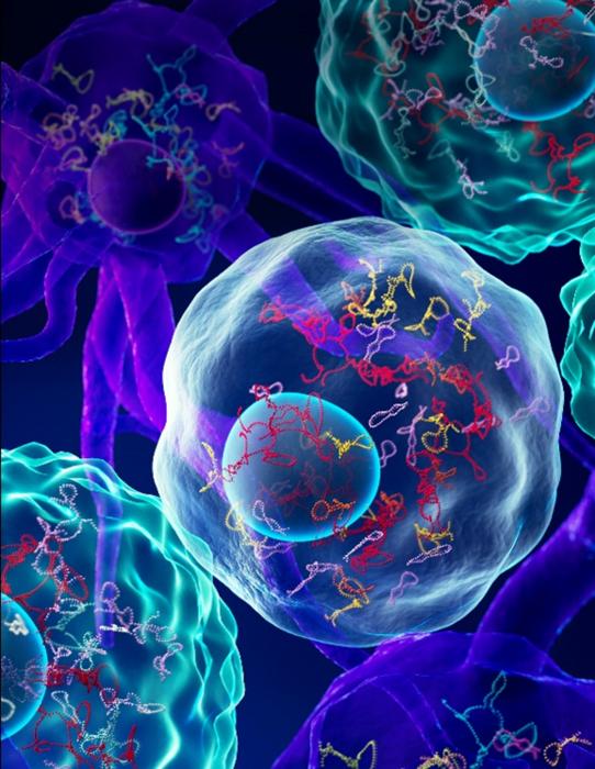 Different cells have different RNA structures and studying those structures offers insights into cell functions. Photo credit: A*STAR’s GIS