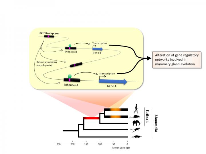 Figure 1. Retrotransposons Have Been Co-Opted to Act as Enhancers in the Mammalian Genome