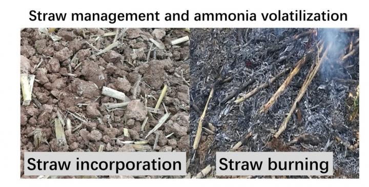 A Win-Win Solution--Shredded Straws Can Enhance Soil Fertility and Reduce Ammonia Pollution