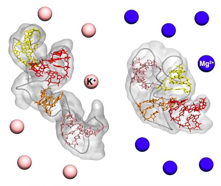 RNA Molecule in Different Solutions