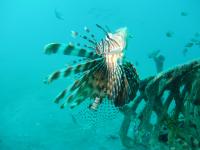 Lionfish, a Potential Marine Invader