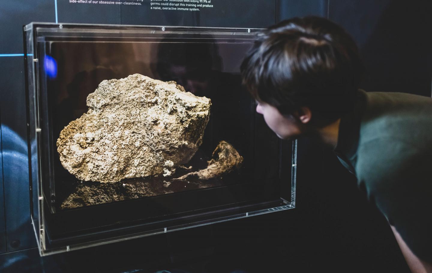 Fatberg on display in the Melbourne Museum