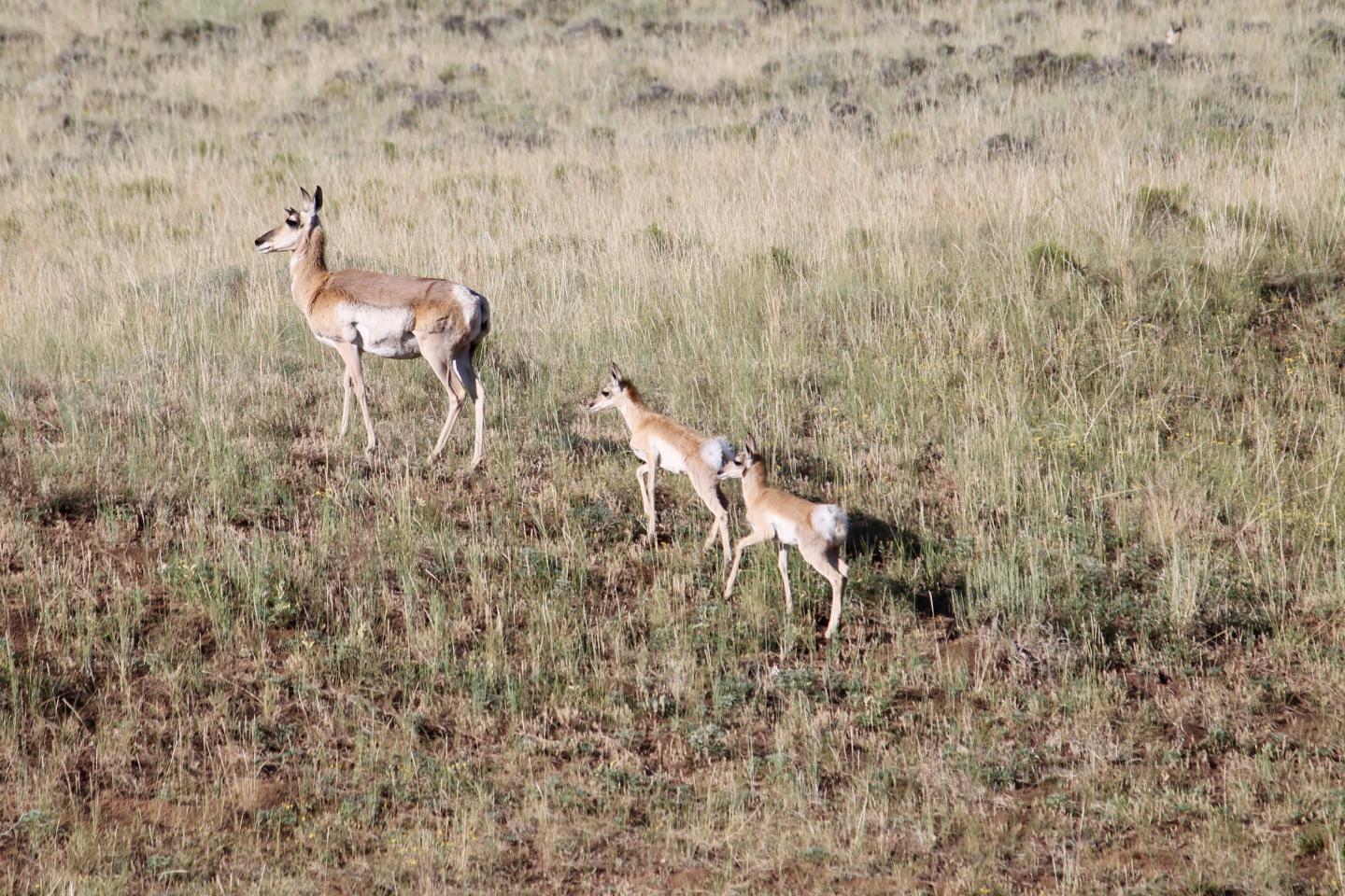 Pronghorn movement