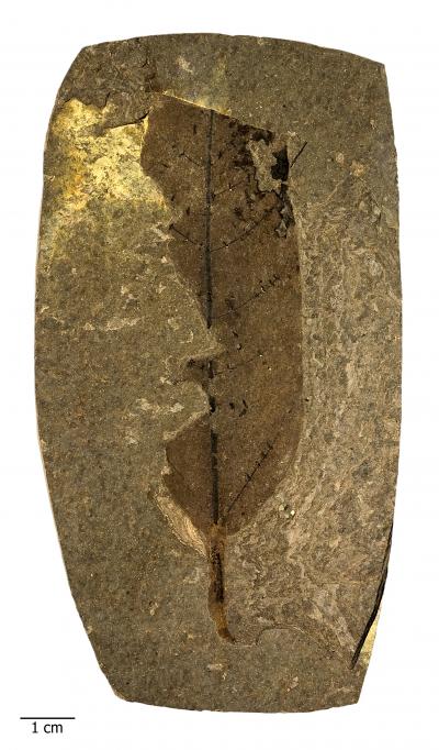 Leaf Fossil
