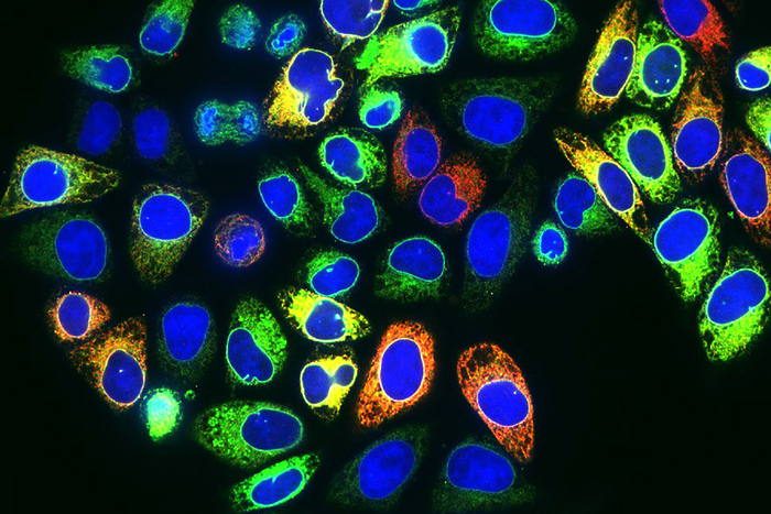 Cells with genome-protection pathway proteins