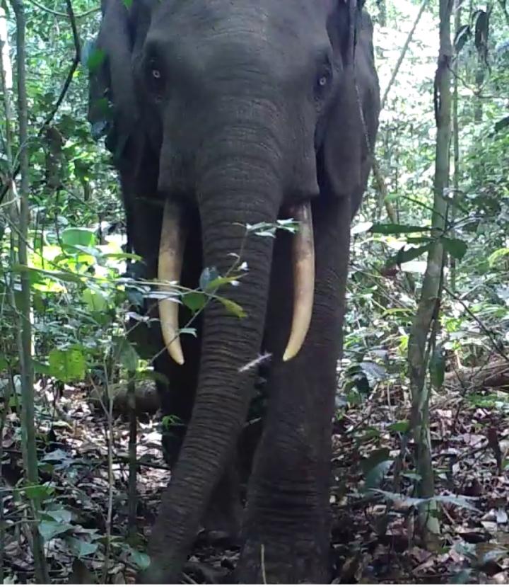 Forest Elephant Cam Trap