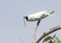 Male White Bellbird Standing on Branch