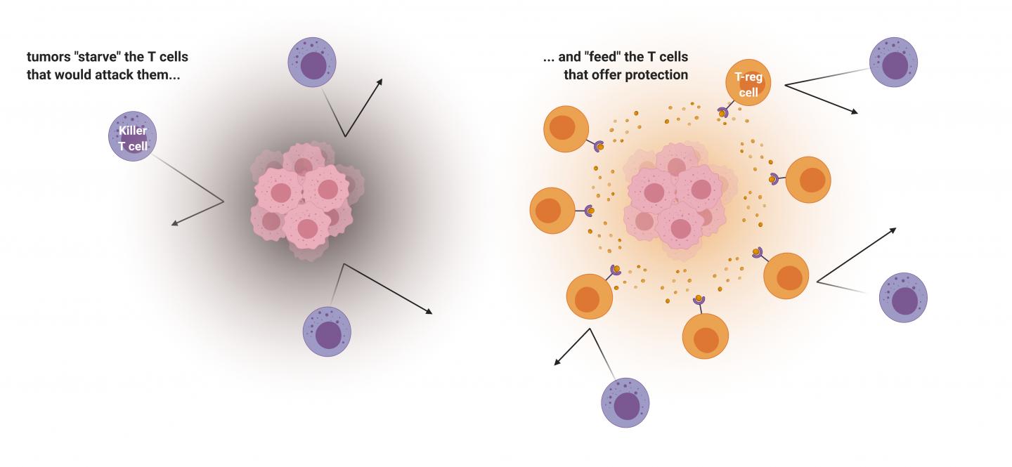 How Tumor Microenvironment Tricks the Immune System
