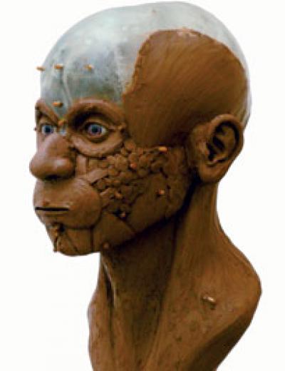 Reconstructing the Face