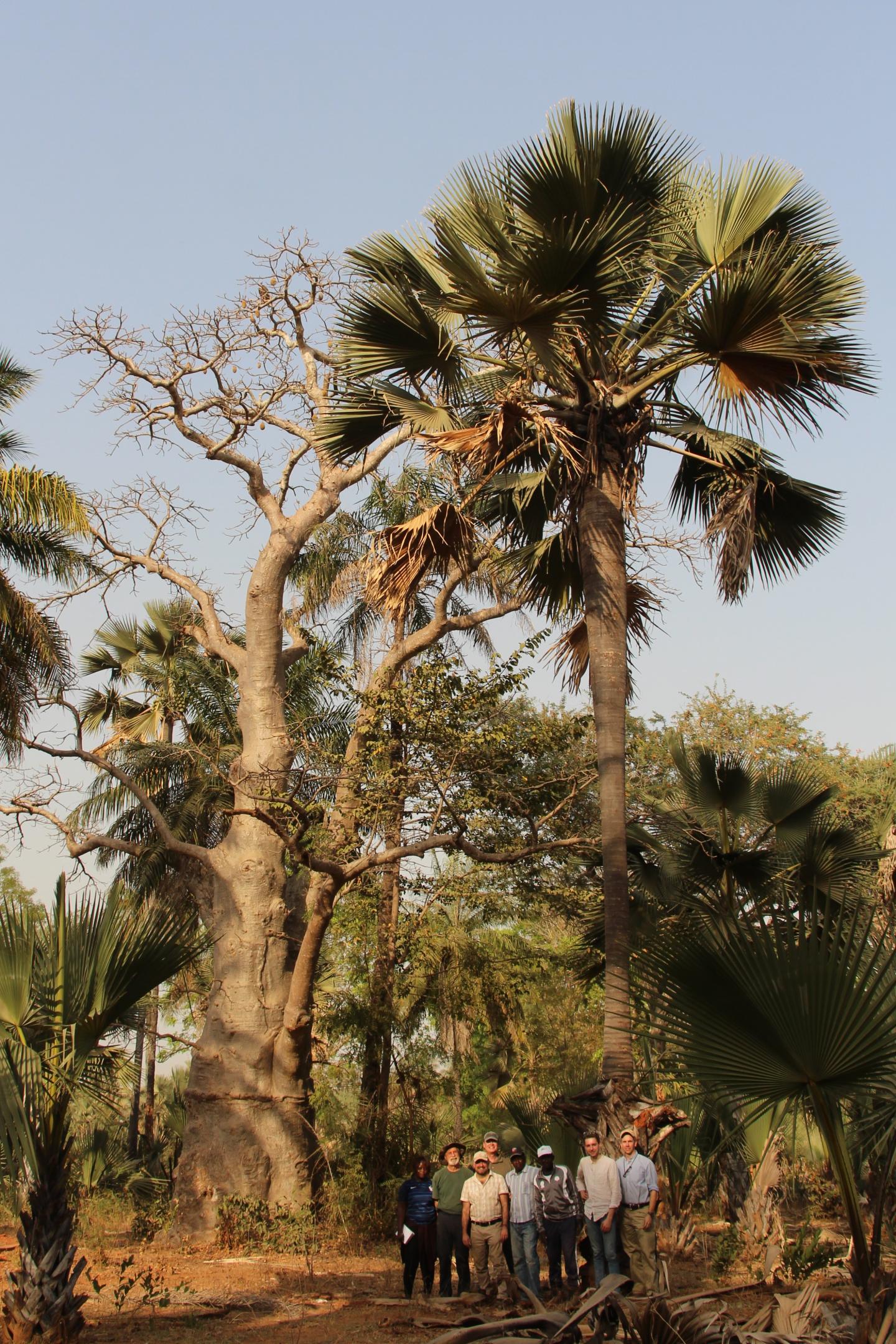 Palmyra Palm, Senegal