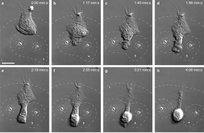 Neutrophil Avoids Microparticles