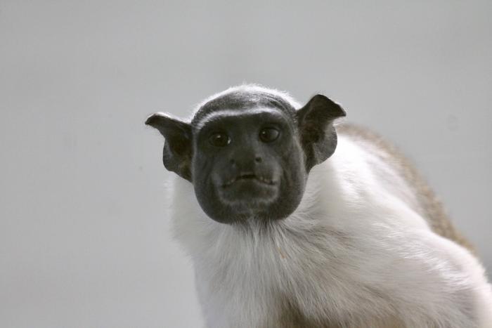 Pied tamarin3