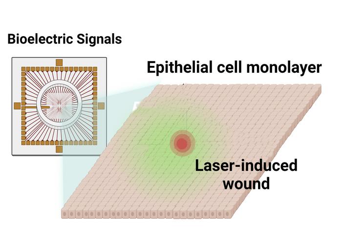 How to eavesdrop on a cell.