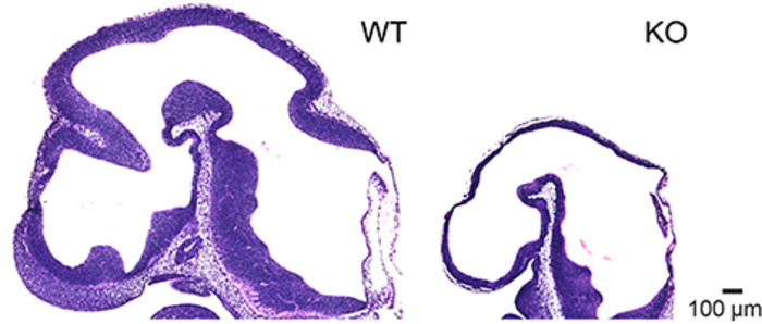 Histological analysis