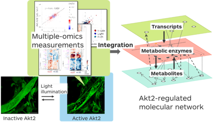 Overview of the research project.