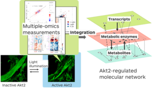 Overview of the research project.