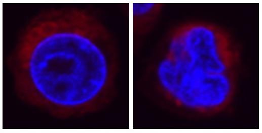HL-60細胞の蛍光顕微鏡画像