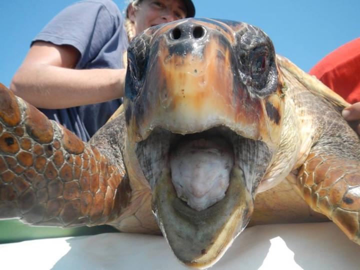 Loggerhead Turtle (3 of 3)