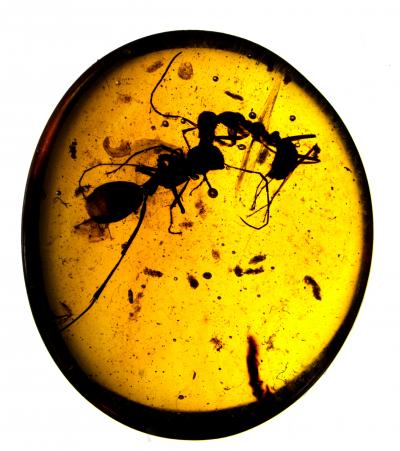 Ants Began Fighting at Least 99 Million Years Ago