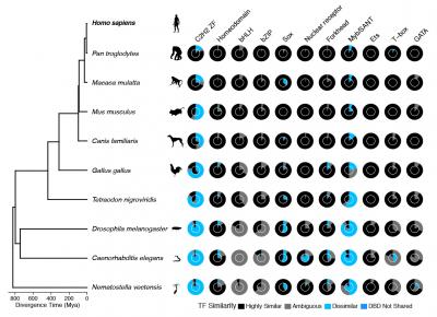 Transcription Factors Are Far More Functionally Diverse across Species than Previously Appreciated