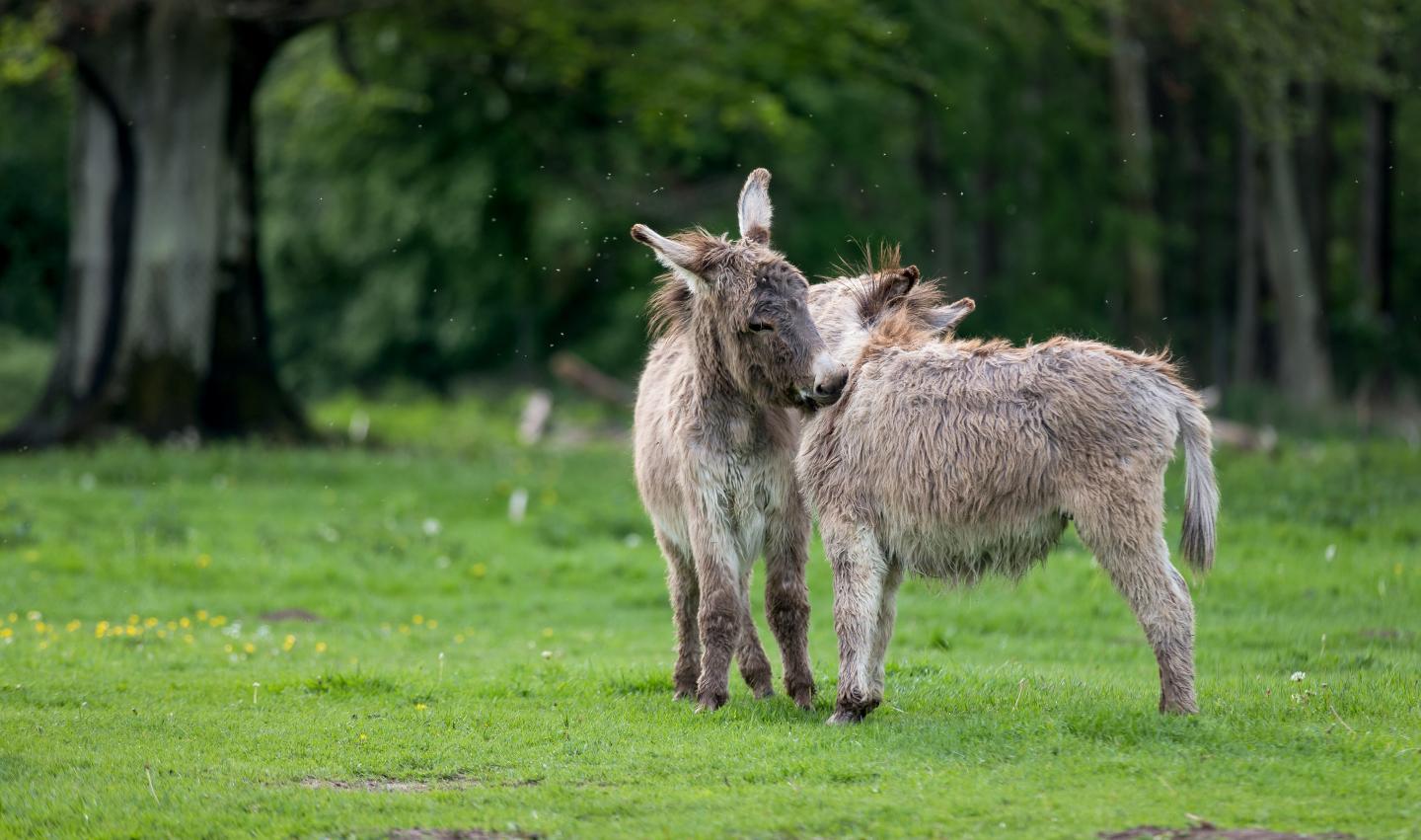 A Better Understanding of the Donkey Genome (2 of 5)