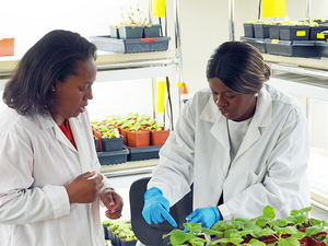 Dr. Tessa Burch-Smith and Dr. Amie Fornah Sankoh work on plants in the lab.