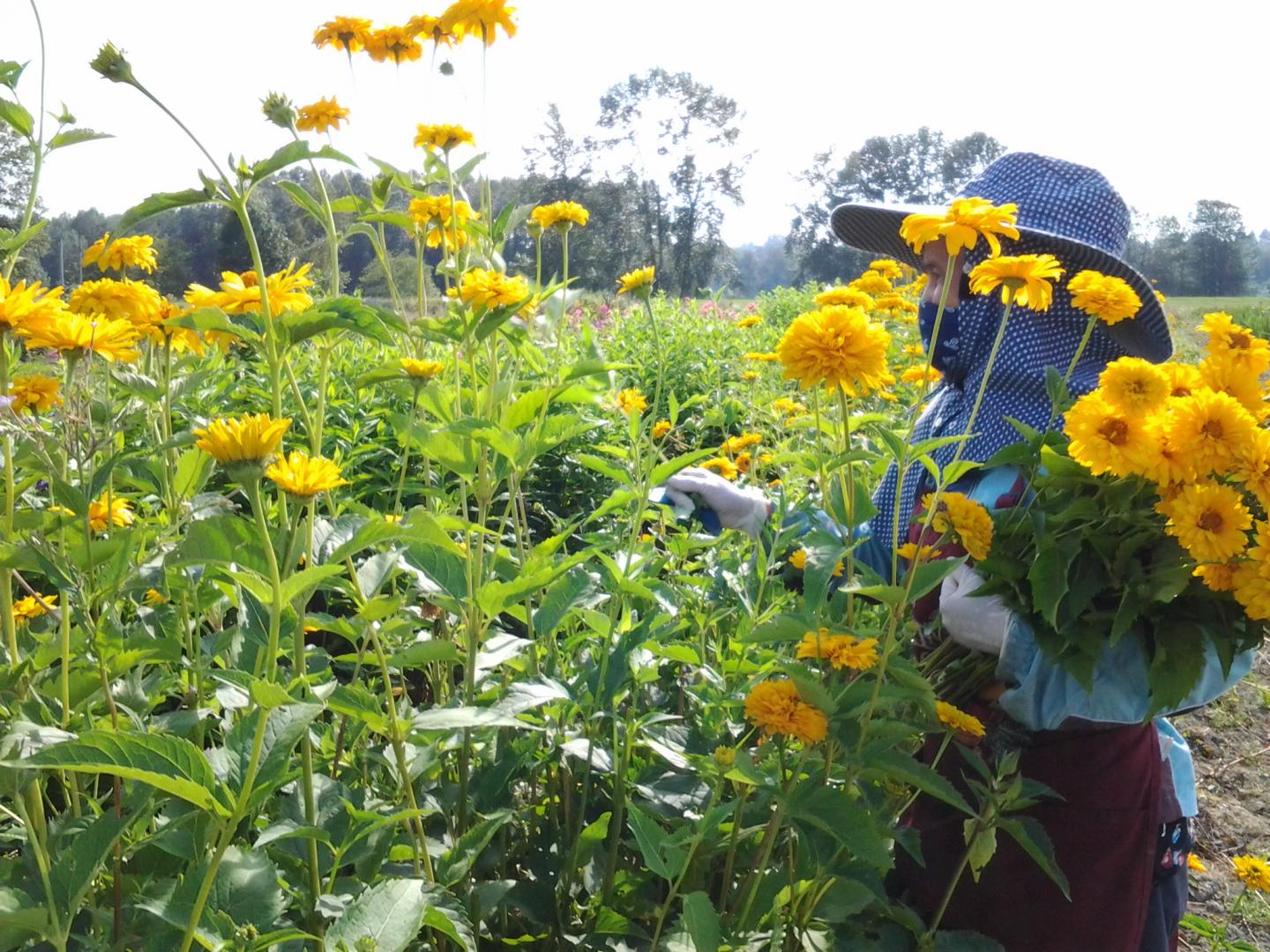 Flower Pickers [IMAGE] EurekAlert! Science News Releases