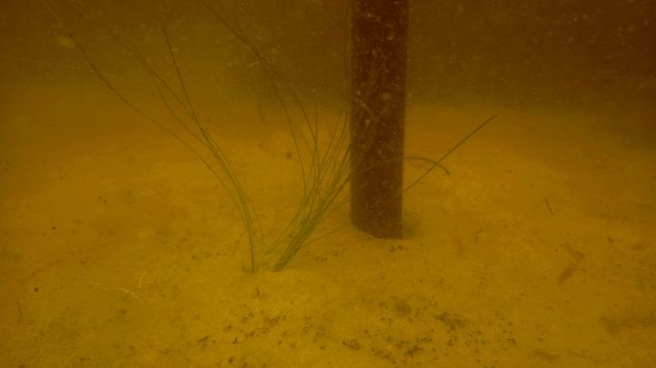 Example of Bird Stake with Shoal Grass