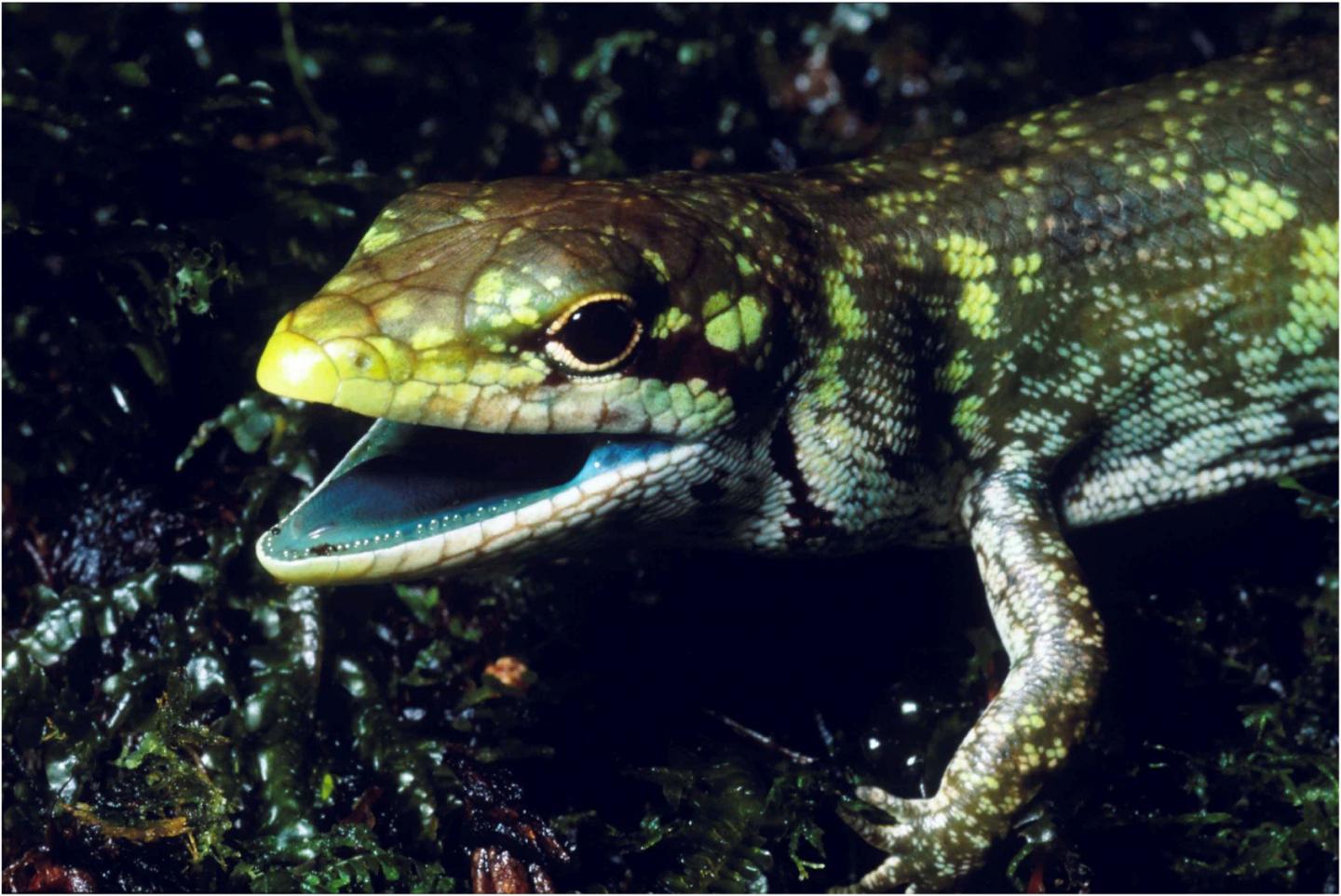 Towards Uncovering the Origin of New Guinea Lizards' Green Blood (1 of 6)