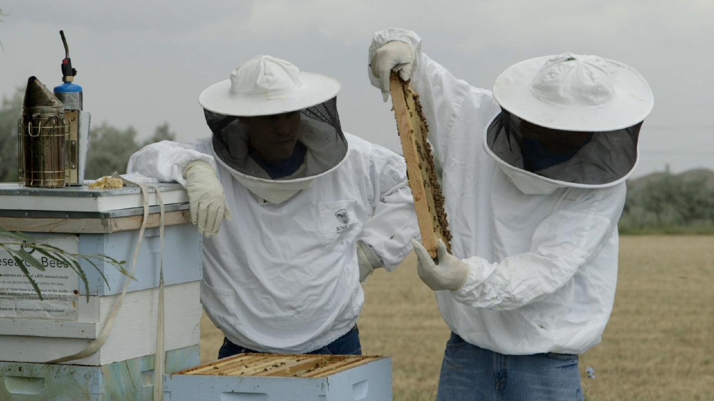 Bee Keepers
