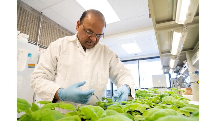 Plant Biologists Identify Promising New Fungicides