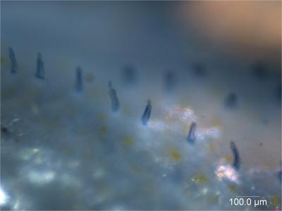 Blind Cavefish Cupula