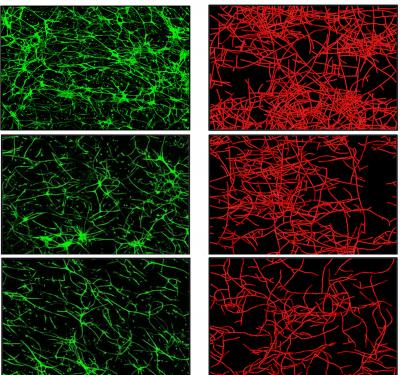 Real and Simulated Blood Vessel Growth