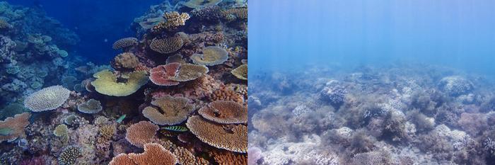 Pristine coral and eutropohied coral composite image
