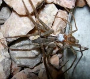 P ornata spiders