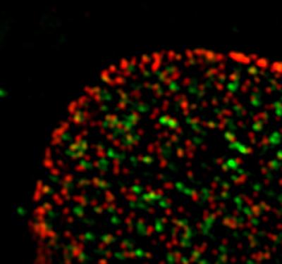 Nup153 and Sox2 Interact