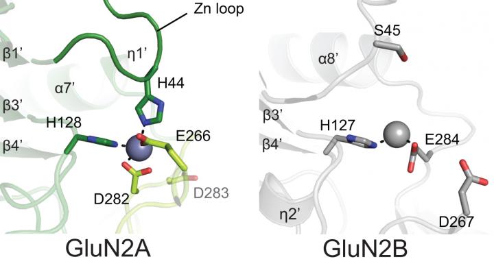 Structure Shows How -- and How Well -- Zinc Binds NMDA