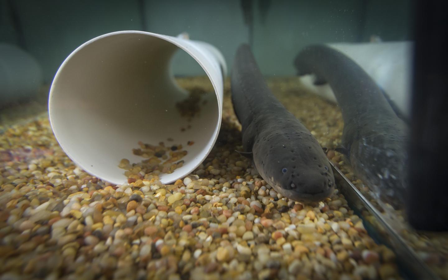 The "Shocking" Truth Behind Distinct Electric Eel Voltages