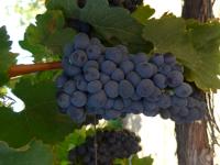Switching Grape Varieties Can Help Save World's Wine-Growing Regions: UBC Study