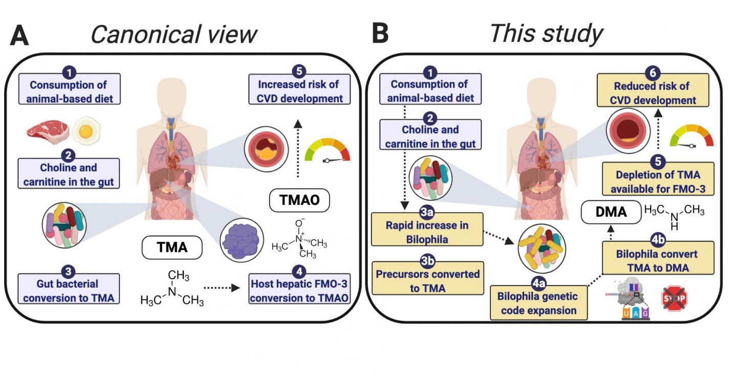 Meat diet bacteria