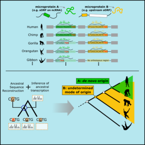 Rise of new genes in humans