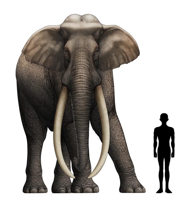 P. turkmenicus size comparison