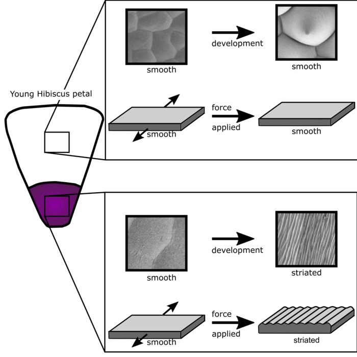 Mechanical buckling can pattern the light-diffracting cuticle of Hibiscus trionum graphical abstract