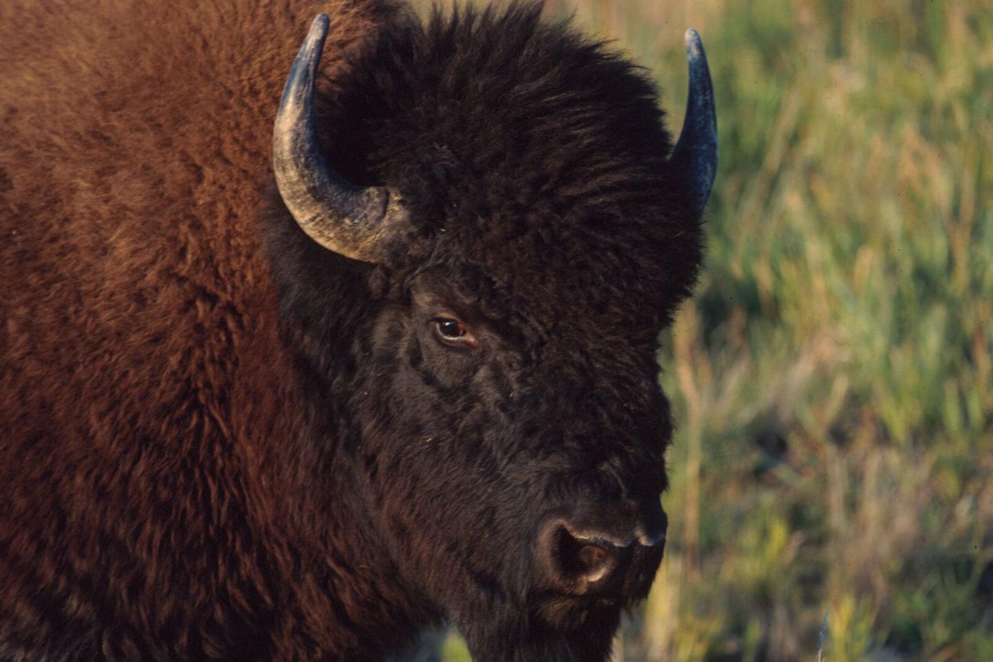 Yukon Wood Bison