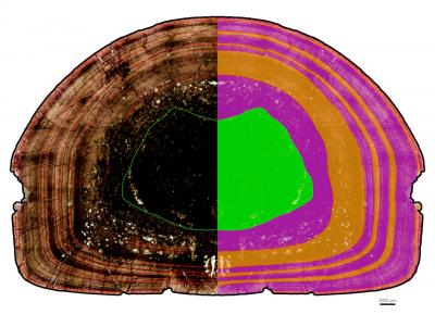 Cross section of a Massospondylus carinatus thigh bone, showing the growth rings, similar to those of a tree